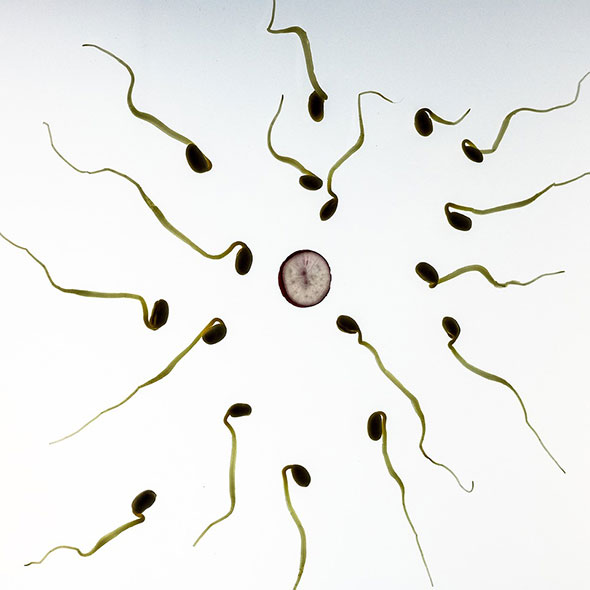 Sex and Infertility
