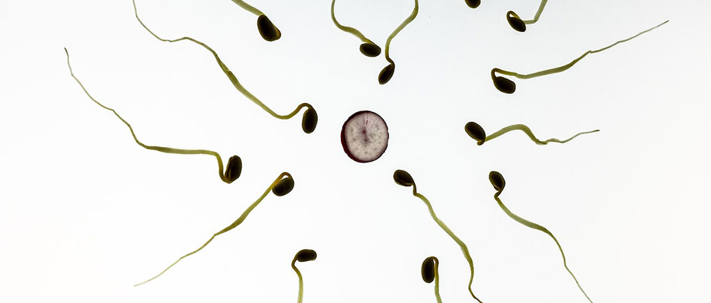 Sex and Infertility